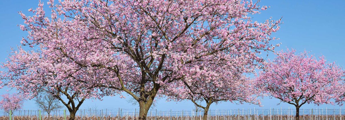 Mandelblüte